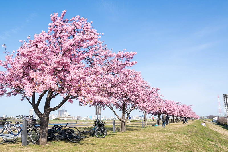 市川市の気候と環境の風景2