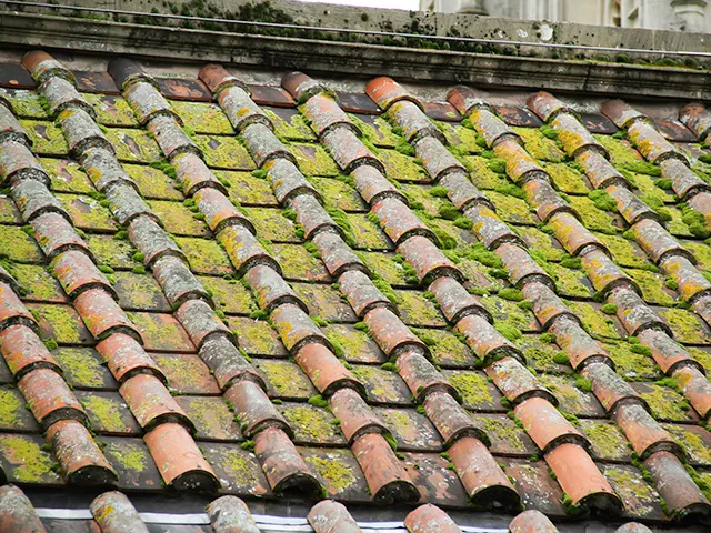 屋根の苔・カビの発生の症状